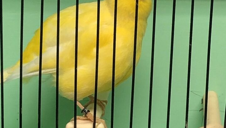 Canaries for sale