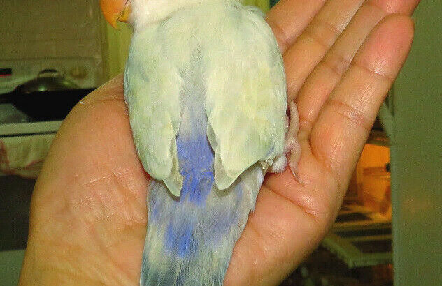 handfed baby lovebird (whitefaced)==ON HOLD