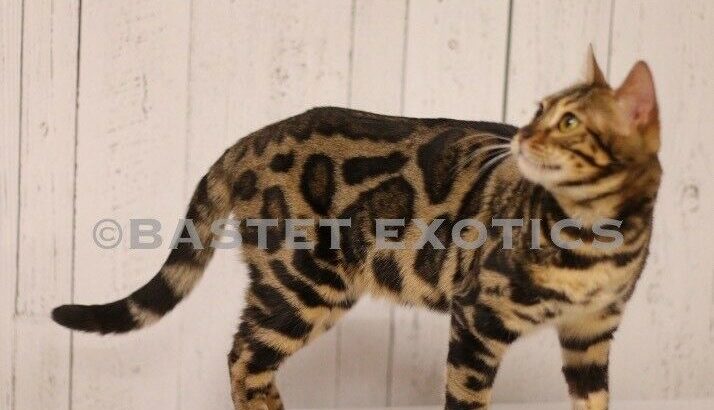 TICA registered bengal kittens due