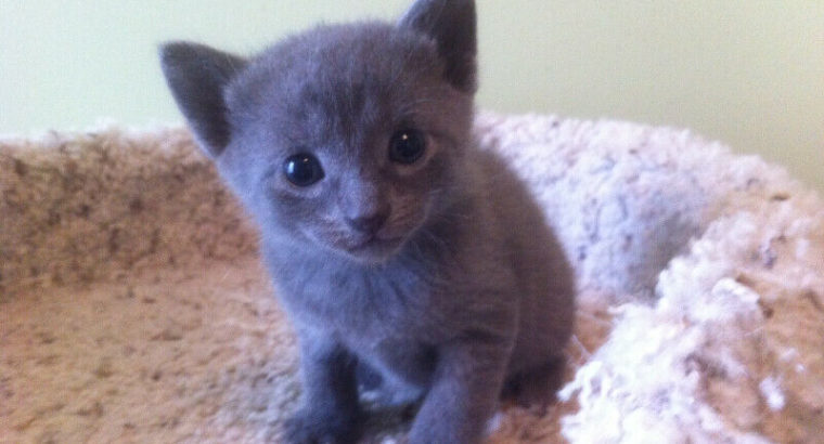 Russian blue kittens