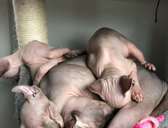 Sphynx Elf cat