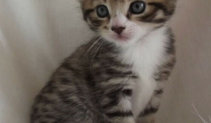 Wanted: tabby kitten preferably a girl but a boy is good too.