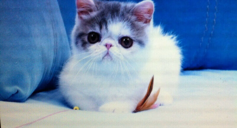 cat-super cute exotic short hair