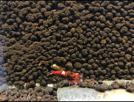 Shrimp( Wine red kingkong)