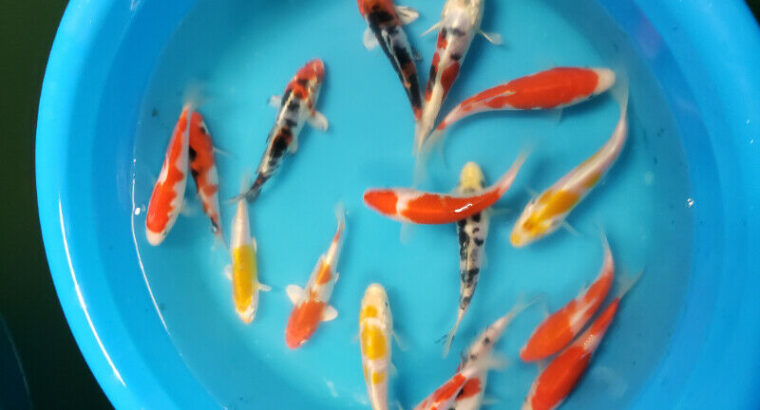 NEW JAPAN SHIPMENT**HIGH QUALITY KOI FISH SALE**