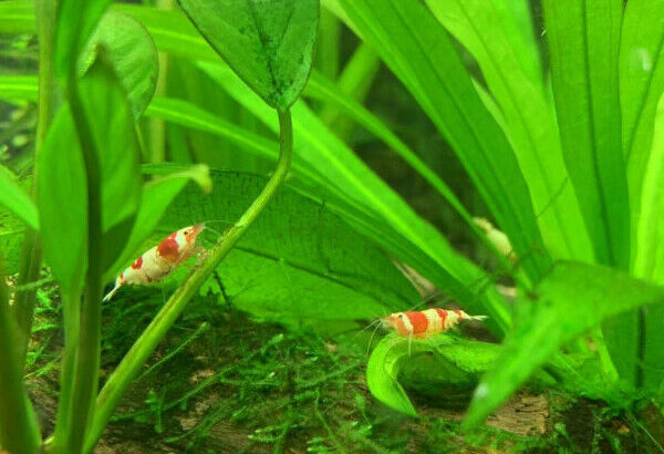 High Grade Crystal Red Shrimp