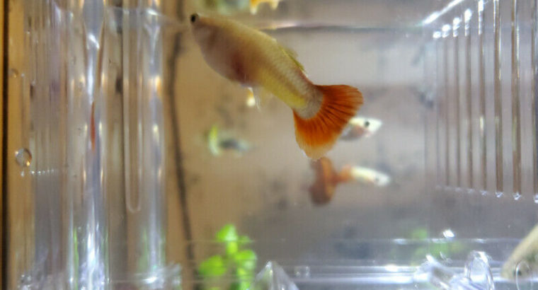 Beautiful Guppy Fish for Sale