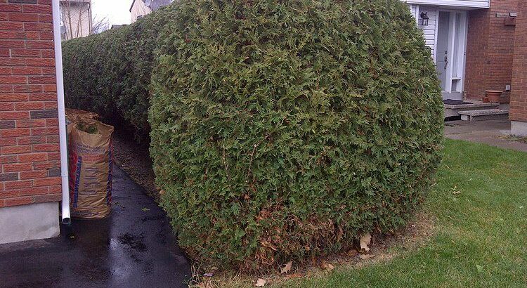 PROFESSIONAL HEDGE & SHRUB TRIMMING SERVICE – RELIABLE SERVICE