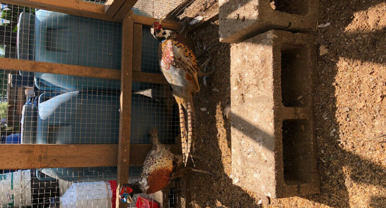Laying ringneck pheasants for sale .