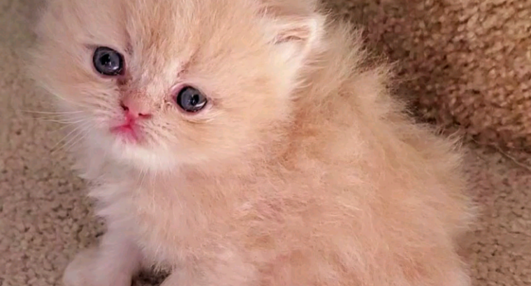 Purebred Doll Face Persian Kittens