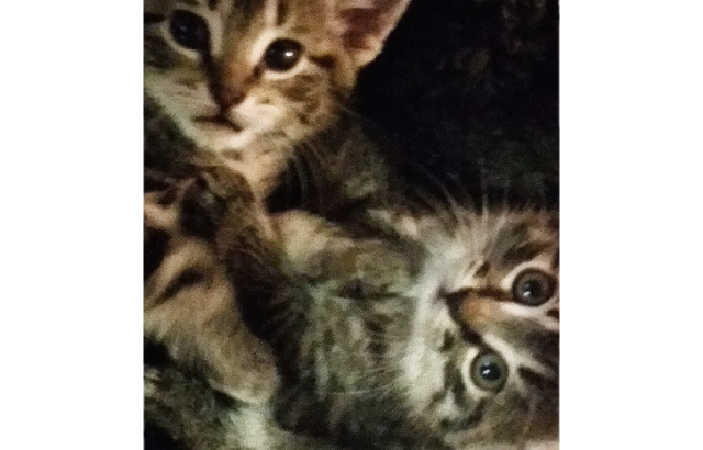 TABBY KITTENS $300 ●SOLD● If still looking please read below!