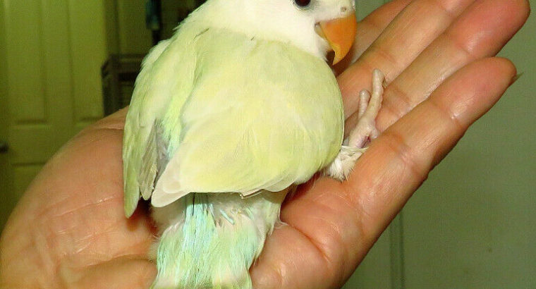 SUPER TAME handfed baby lovebird (whiteface lacewing)==ON HOLD