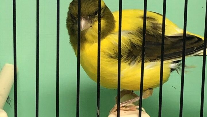 Canaries for sale