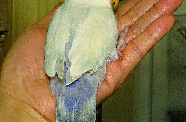 handfed baby lovebird (whitefaced)==ON HOLD