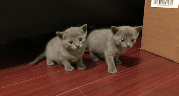 Russian blue kittens