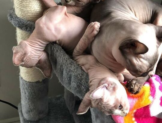 Sphynx Elf cat