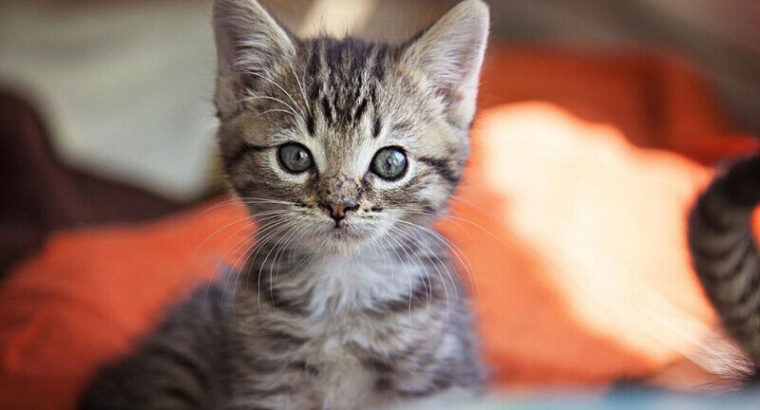 Wanted: tabby kitten preferably a girl but a boy is good too.