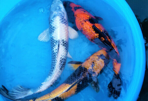 NEW JAPAN SHIPMENT**HIGH QUALITY KOI FISH SALE**