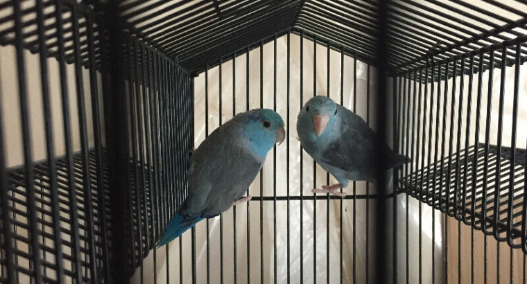 Parrotlets