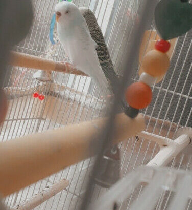 2 budgies, with cage, toys, and food.