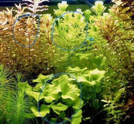 Fish tank plants