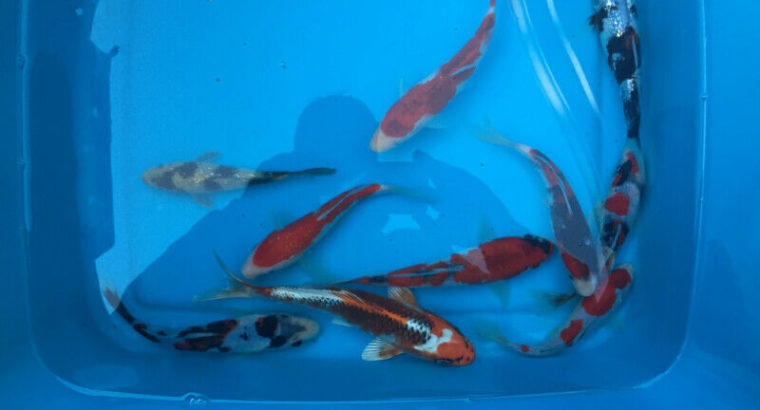 koi fish Imported from Niigata Japan