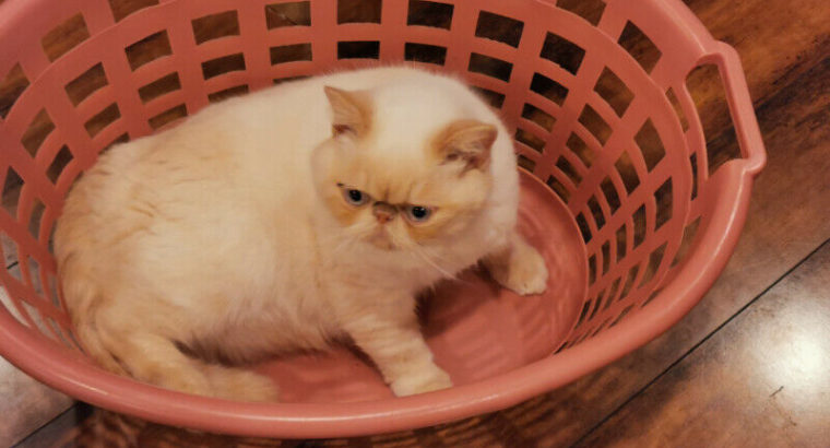 Exotic Shorthair kitten(REGISTERED)