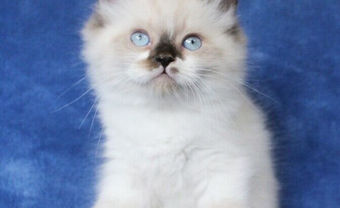 BOY RAGDOLL KITTENS ARE READY FOR ADOPTION