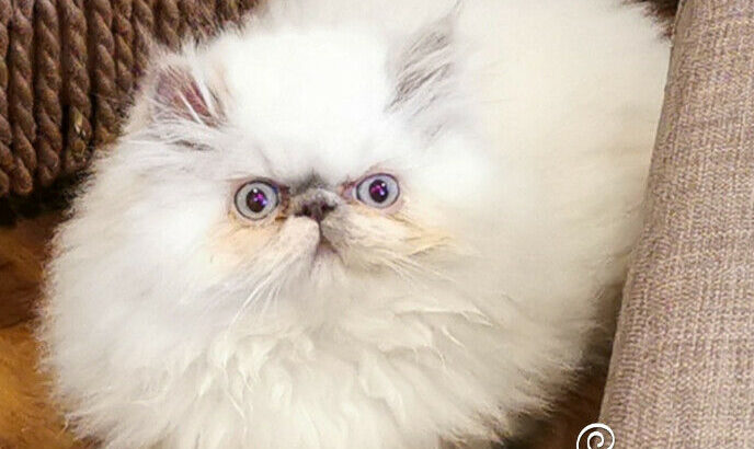 Exotic Persian kittens(TICA REGISTERED)