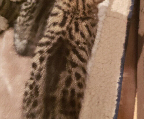 Beautiful Female F4 Savannah Kitten-SOLD