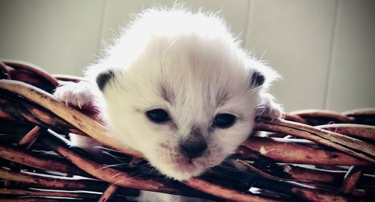 Gorgeous Ragdoll/Siamese Kittens! ♥️