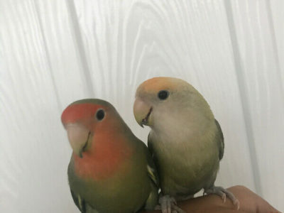 Love bird bonded pair