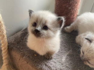 Scottish Fold Munchkins