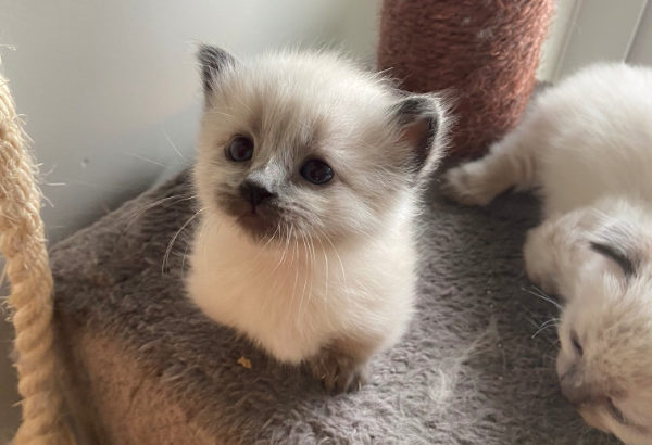 Scottish Fold Munchkins