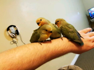 Three young lovebirds reach one month of age with a feeding hand