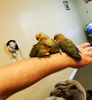 Three young lovebirds reach one month of age with a feeding hand