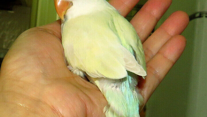 SUPER TAME handfed baby lovebird (whiteface lacewing)==ON HOLD