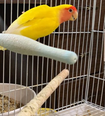 SOLD Lovebird baby sale both hand tame