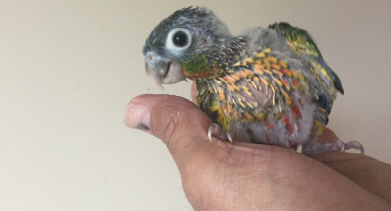 Baby Conures