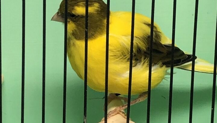 Canaries for sale