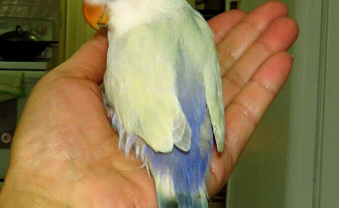 handfed baby lovebird (whitefaced)==ON HOLD