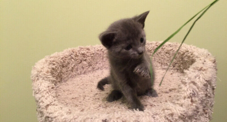 Russian blue kittens