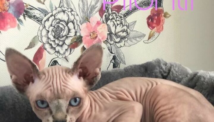 Sphynx Elf cat