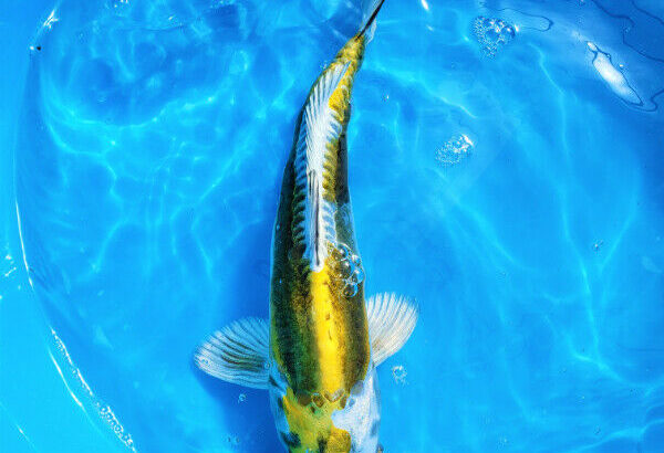 NEW JAPAN SHIPMENT**HIGH QUALITY KOI FISH SALE**