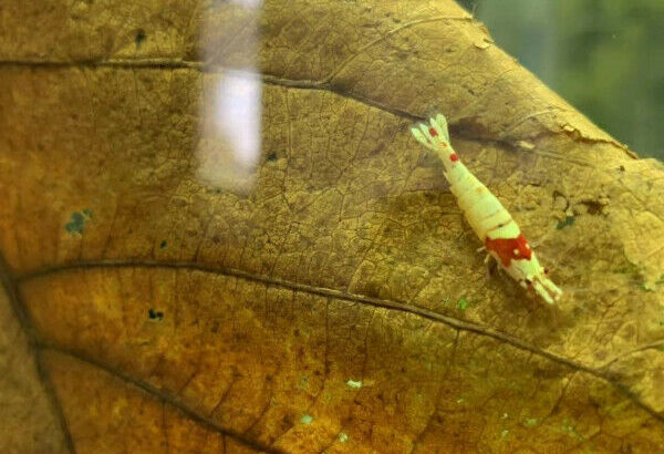 High Grade Crystal Red Shrimp