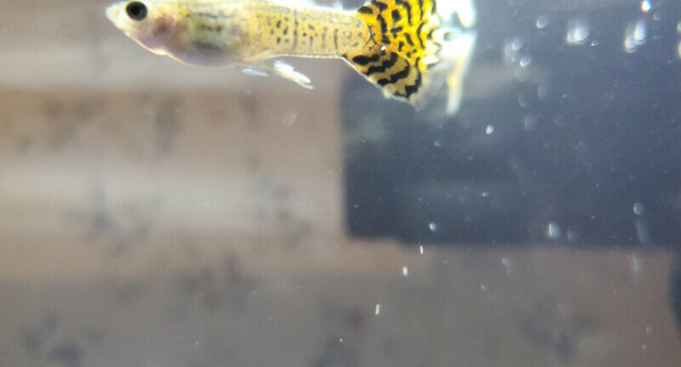 Beautiful Guppy Fish for Sale