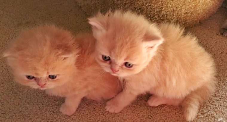 Purebred Doll Face Persian Kittens