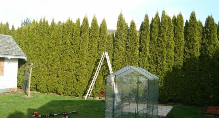 PROFESSIONAL HEDGE & SHRUB TRIMMING SERVICE – RELIABLE SERVICE