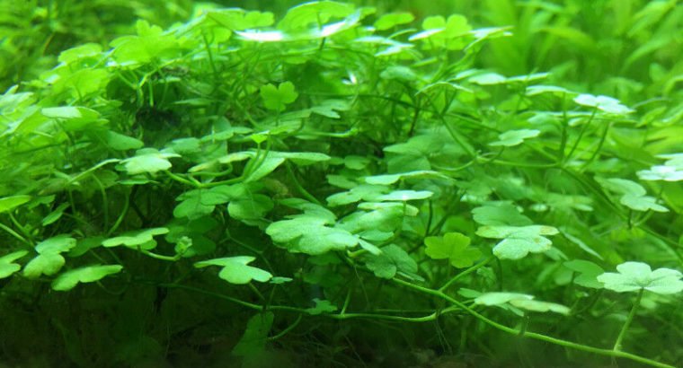 Aquarium plants.