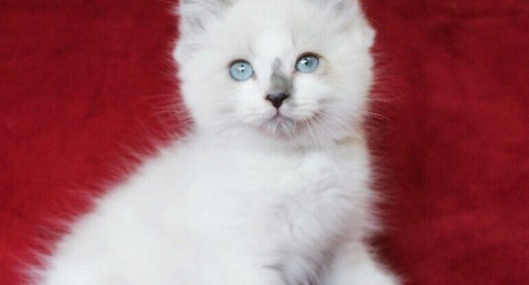 Bicoloured Ragdoll Male Kittens